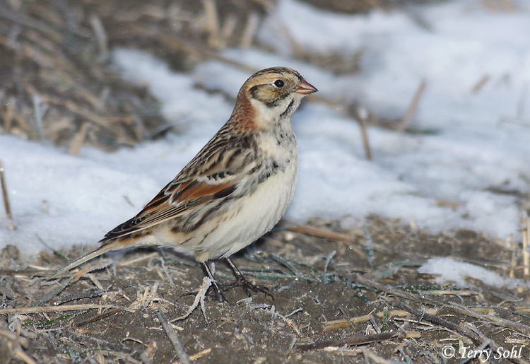 Lapland Longspur - Calcarius lapponicus