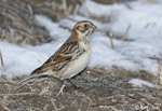 Lapland Longspur - Calcarius lapponicus