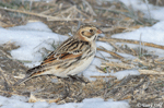 Lapland Longspur - Calcarius lapponicus