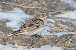 Lapland Longspur - Calcarius lapponicus