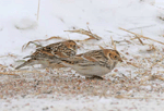 Lapland Longspur - Calcarius lapponicus