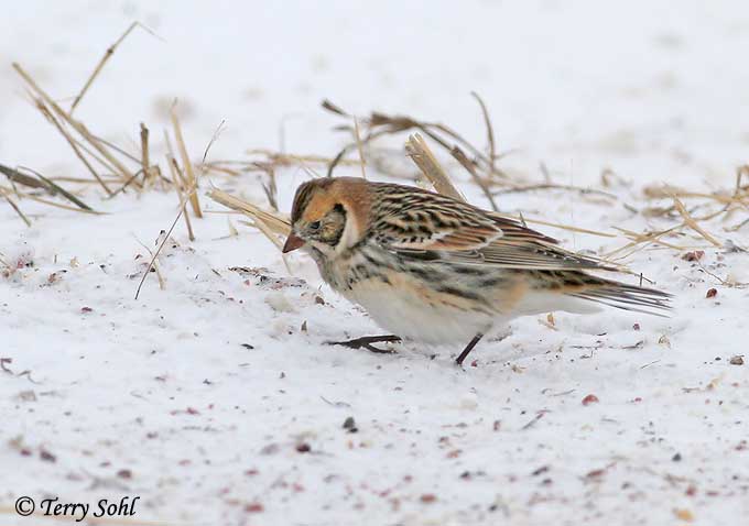 Lapland Longspur - Calcarius lapponicus