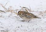 Lapland Longspur - Calcarius lapponicus
