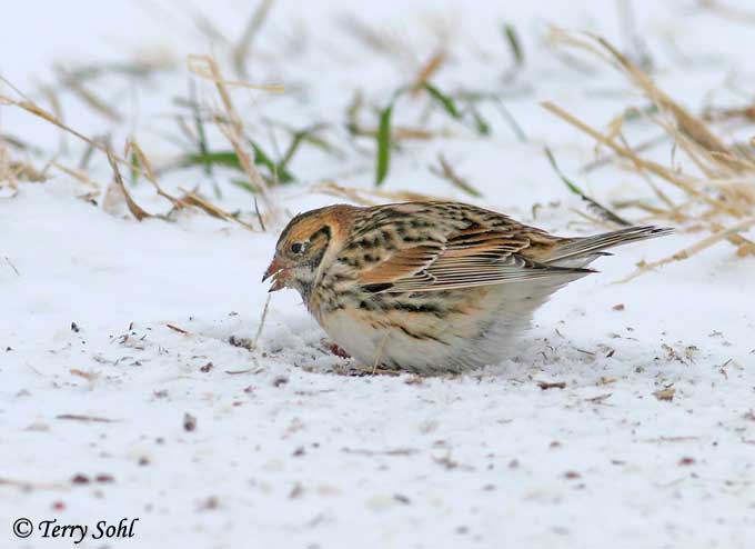 Lapland Longspur - Calcarius lapponicus