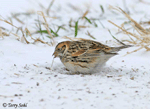 Lapland Longspur - Calcarius lapponicus