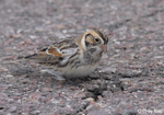Lapland Longspur - Calcarius lapponicus