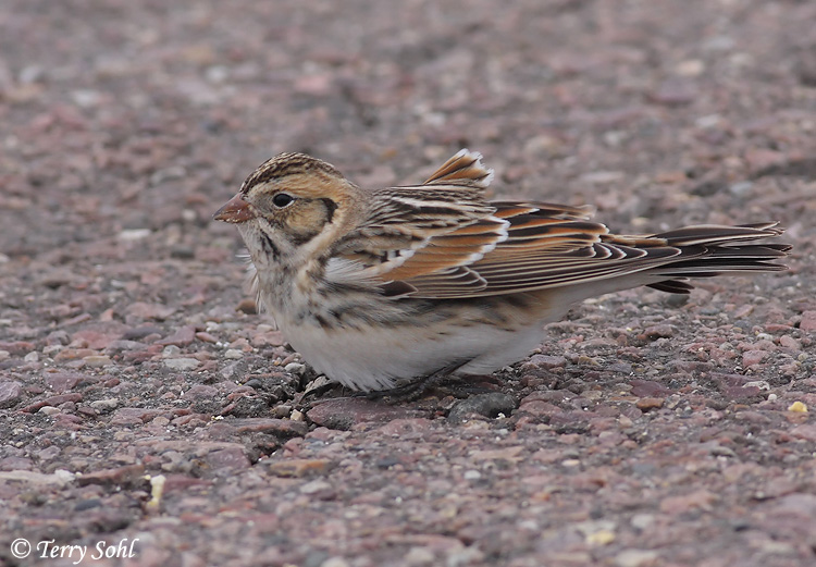Lapland Longspur - Calcarius lapponicus