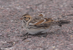 Lapland Longspur - Calcarius lapponicus