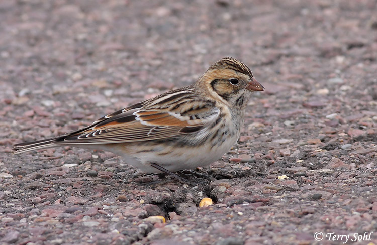 Lapland Longspur - Calcarius lapponicus