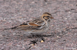 Lapland Longspur - Calcarius lapponicus