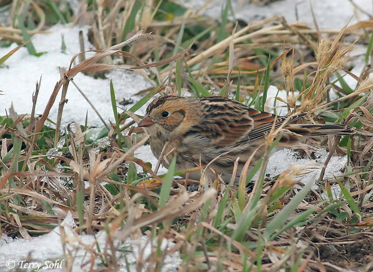 Lapland Longspur - Calcarius lapponicus
