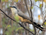 Mangrove Cuckoo - Coccyzus minor