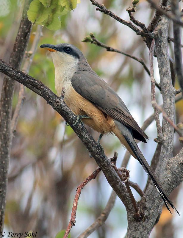 Mangrove Cuckoo - Coccyzus minor