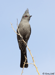 Phainopepla - Phainopepla nitens