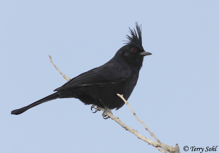 Phainopepla - Phainopepla nitens