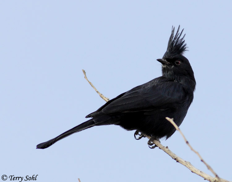 Phainopepla - Phainopepla nitens