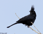 Phainopepla - Phainopepla nitens