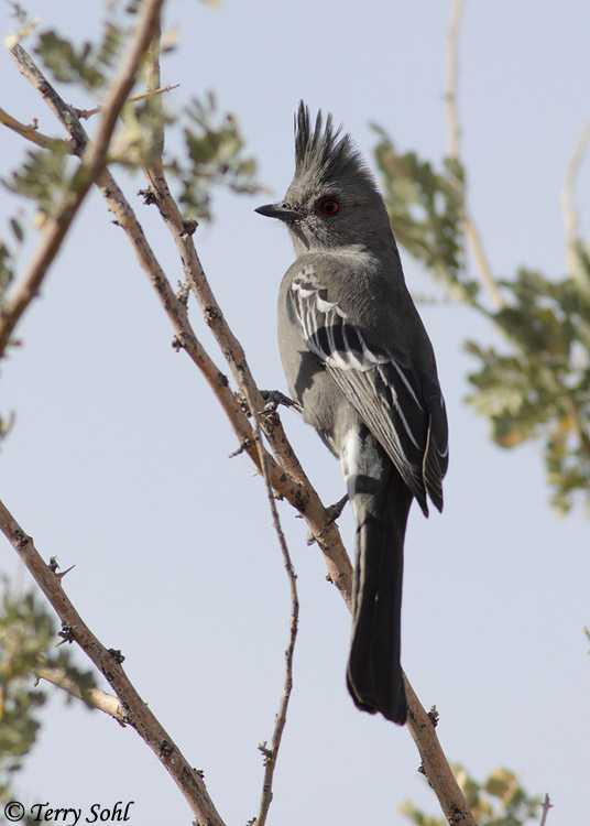Phainopepla - Phainopepla nitens