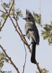 Phainopepla - Phainopepla nitens