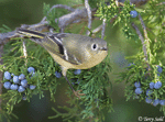Ruby-crowned Kinglet 10 - Regulus calendula