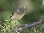 Ruby-crowned Kinglet 11 - Regulus calendula