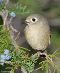 Ruby-crowned Kinglet 14 - Regulus calendula