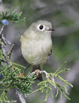 Ruby-crowned Kinglet 15 - Regulus calendula
