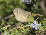 Ruby-crowned Kinglet 16 - Regulus calendula