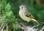 Ruby-crowned Kinglet 17 - Regulus calendula
