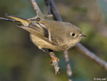 Ruby-crowned Kinglet 18 - Regulus calendula