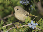 Ruby-crowned Kinglet - Regulus calendula