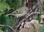 Ruby-crowned Kinglet 2 - Regulus calendula