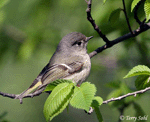 Ruby-crowned Kinglet 3 - Regulus calendula