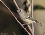 Ruby-crowned Kinglet 4 - Regulus calendula