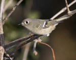 Ruby-crowned Kinglet 5 - Regulus calendula