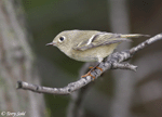 Ruby-crowned Kinglet 7 - Regulus calendula