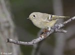 Ruby-crowned Kinglet 8 - Regulus calendula