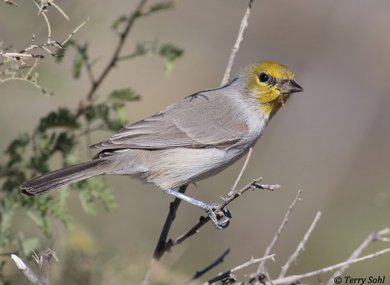 Verdin - Auriparus flaviceps