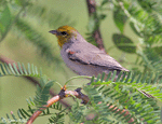 Verdin - Auriparus flaviceps