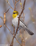 Verdin - Auriparus flaviceps