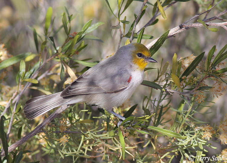 Verdin - Auriparus flaviceps