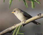 Verdin - Auriparus flaviceps