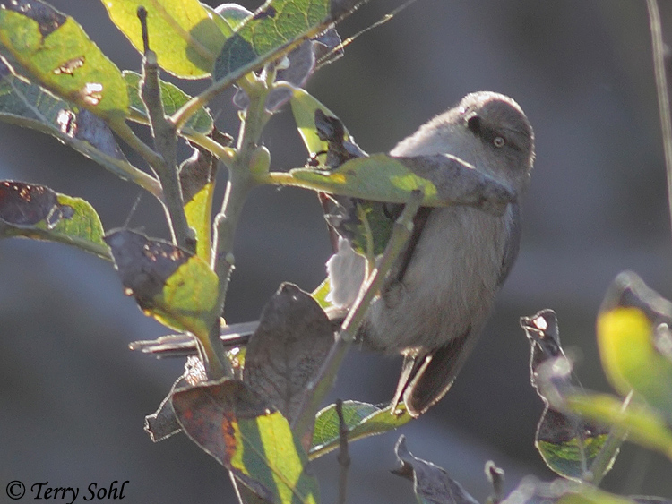 Wrentit - Chamaea fasciata