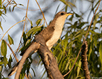 Yellow-billed Cuckoo 9 - Coccyzus americanus