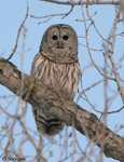 Barred Owl - Strix varia