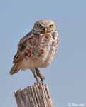 Burrowing Owl 10 - Athene cunicularia