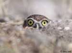 Burrowing Owl 6 - Athene cunicularia
