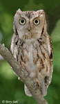 Eastern Screech Owl 10 - Megascops asio