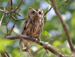Eastern Screech Owl 11 - Megascops asio