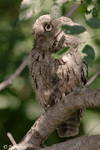 Eastern Screech Owl 13 - Megascops asio